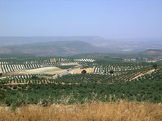Landwirtschaft in Andalusien